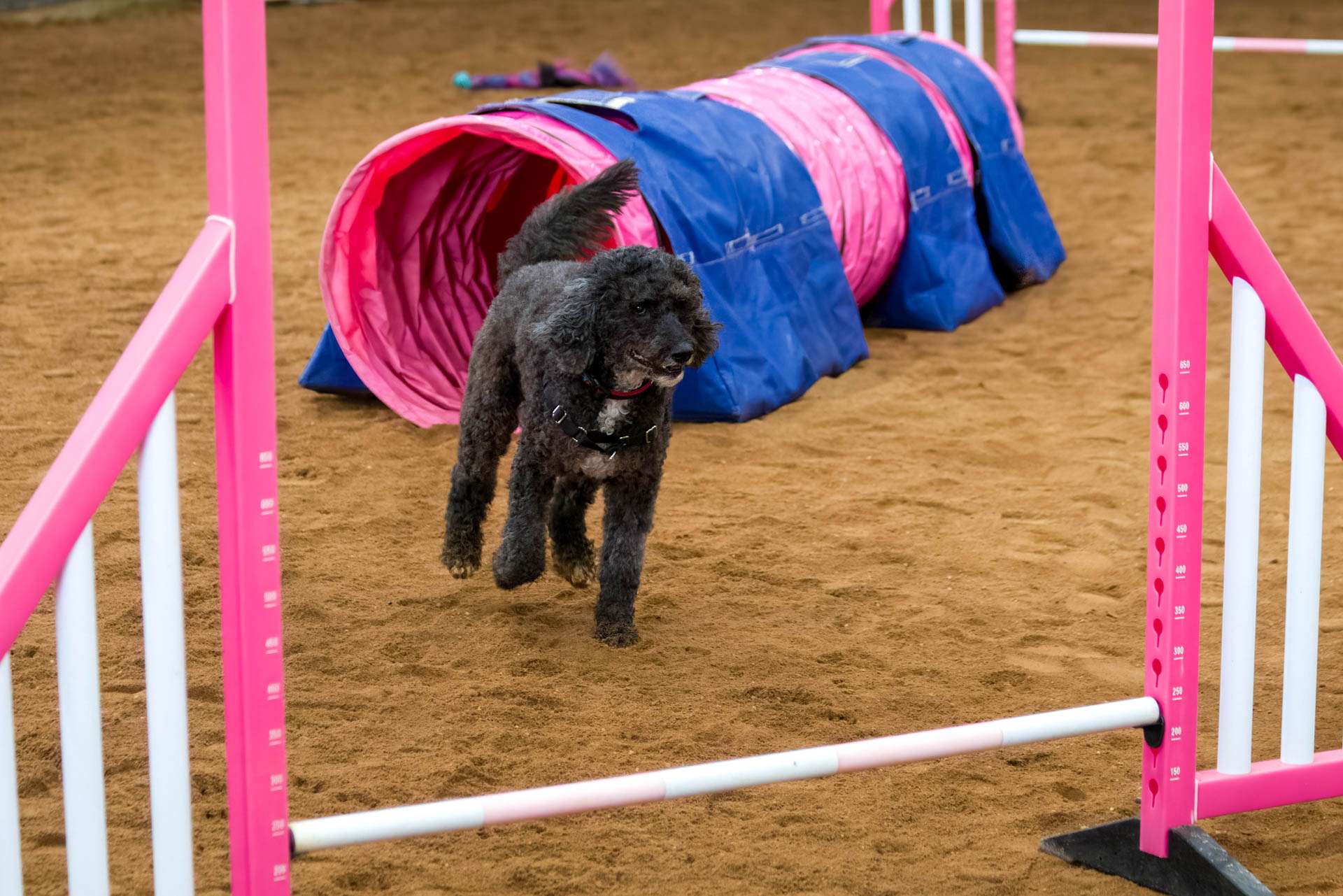 61K9 DOG TRAINING intelligence overview